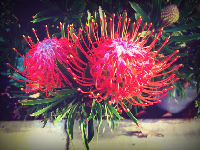 PHCM25-Flower-IMG_2859.Web