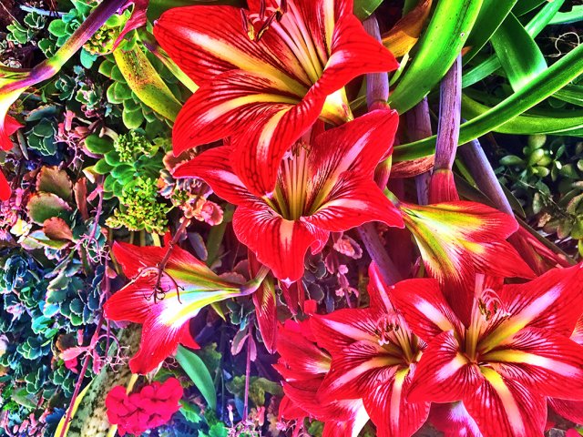 PHCM25-Flower-IMG_3976.Web